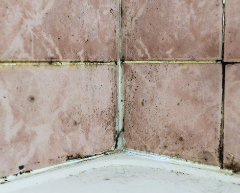 Grout in Damp Areas Is Susceptible to the Formation of Mold